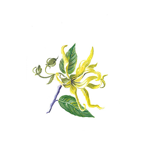 Aceite esencial de ylang ylang