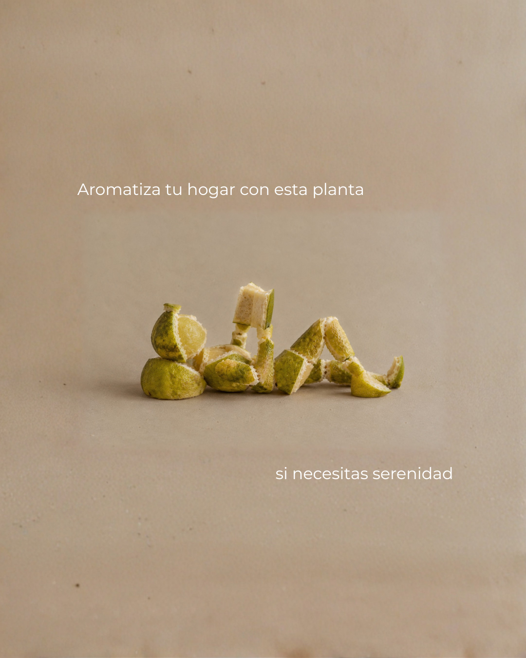 Aceite esencial de Bergamota Fenghi entre dos bergamotas y sus hojas