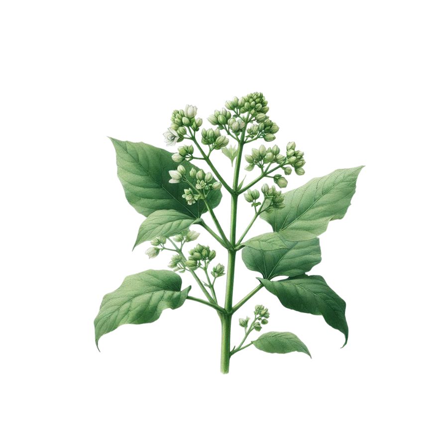 Aceite esencial de elemí