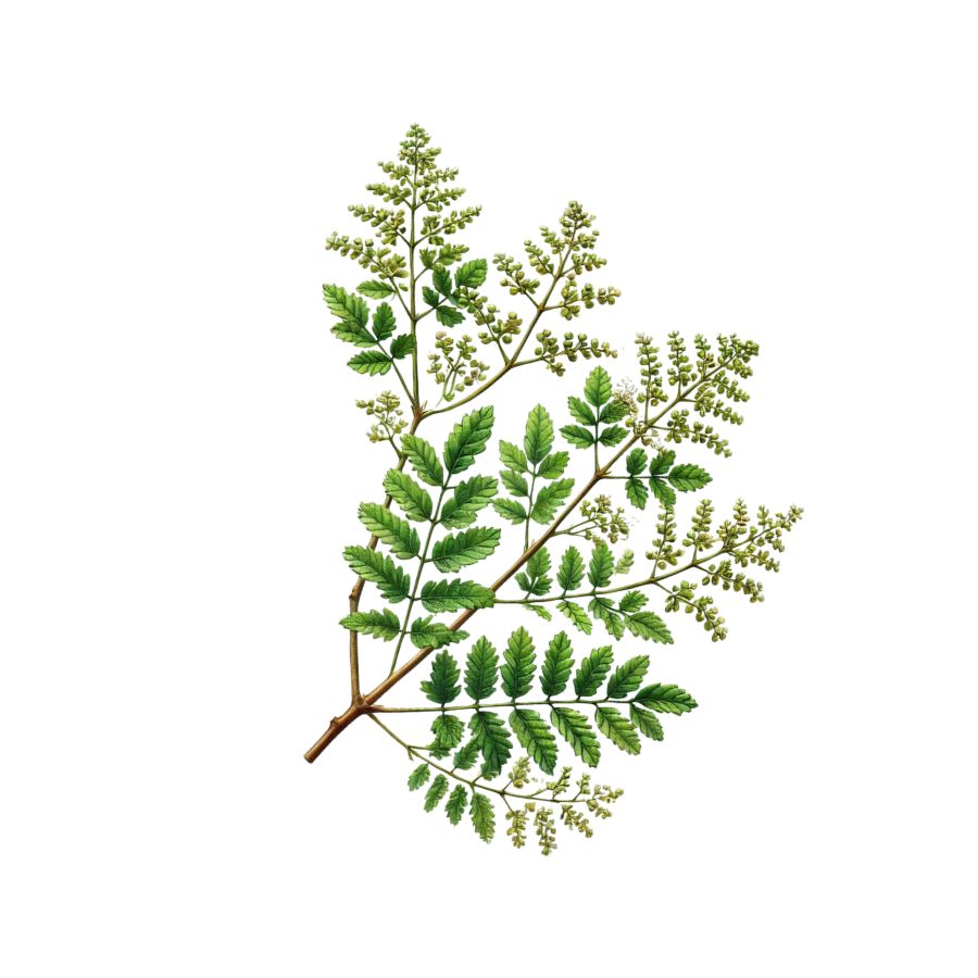 Aceite esencial de incienso