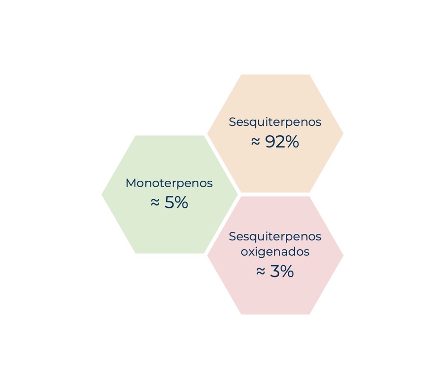 Composición química del aceite esencial de Copaiba: Sesquiterpenos ≈ 92%, Monoterpenos ≈ 5%, Sesquiterpenos oxigenados ≈ 3%