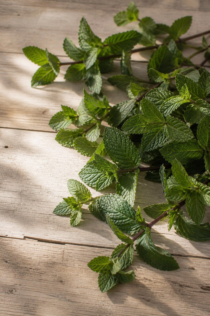 Menta piperita