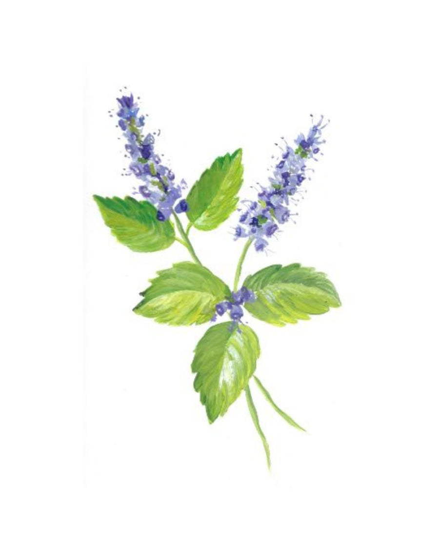 Aceite esencial de pachulí